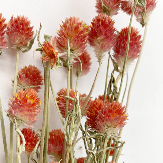 Dried Coral Globe Amaranth Bouquet