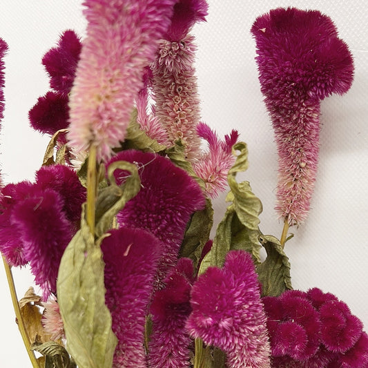 Dried Burgundy Cockscomb Celosia Bouquet