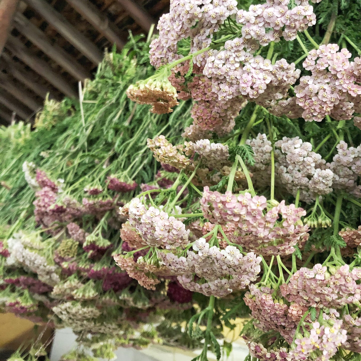 Dried Dusty Yarrow Bouquet