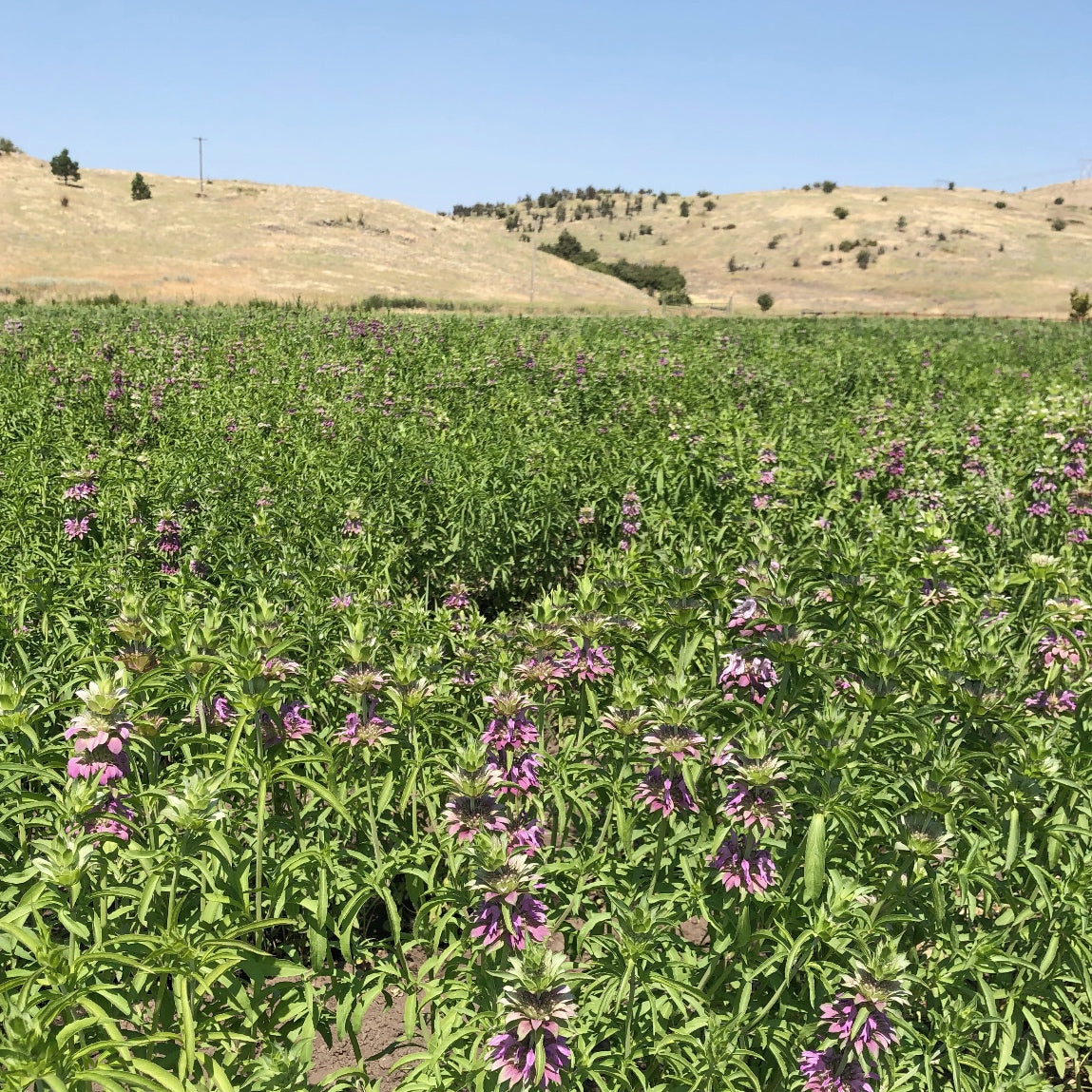Dried Lemon Mint Bouquet