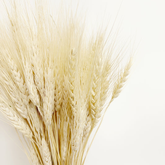 Dried Golden Blond Wheat Bouquet