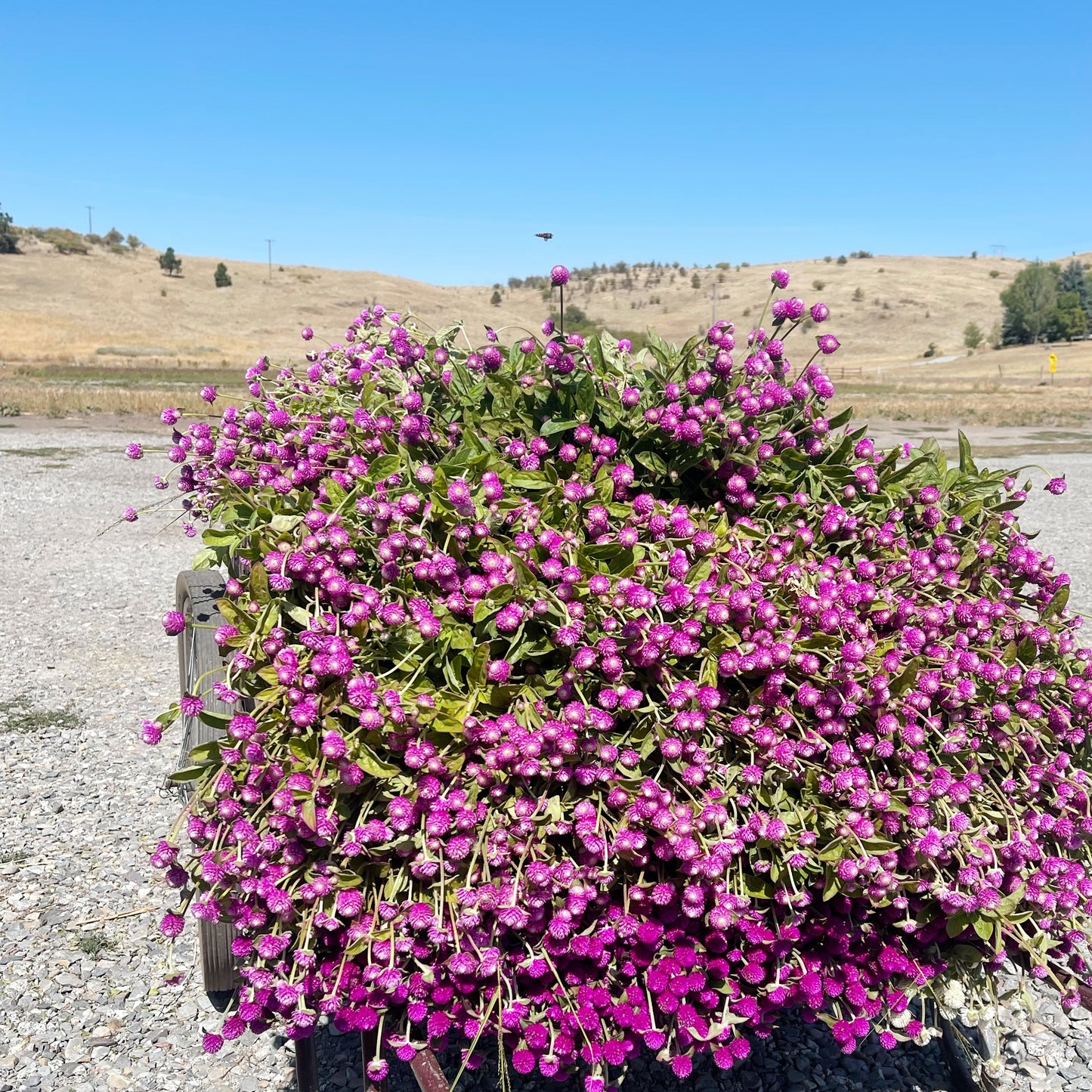 Dried Purple Globe Amaranth Bouquet