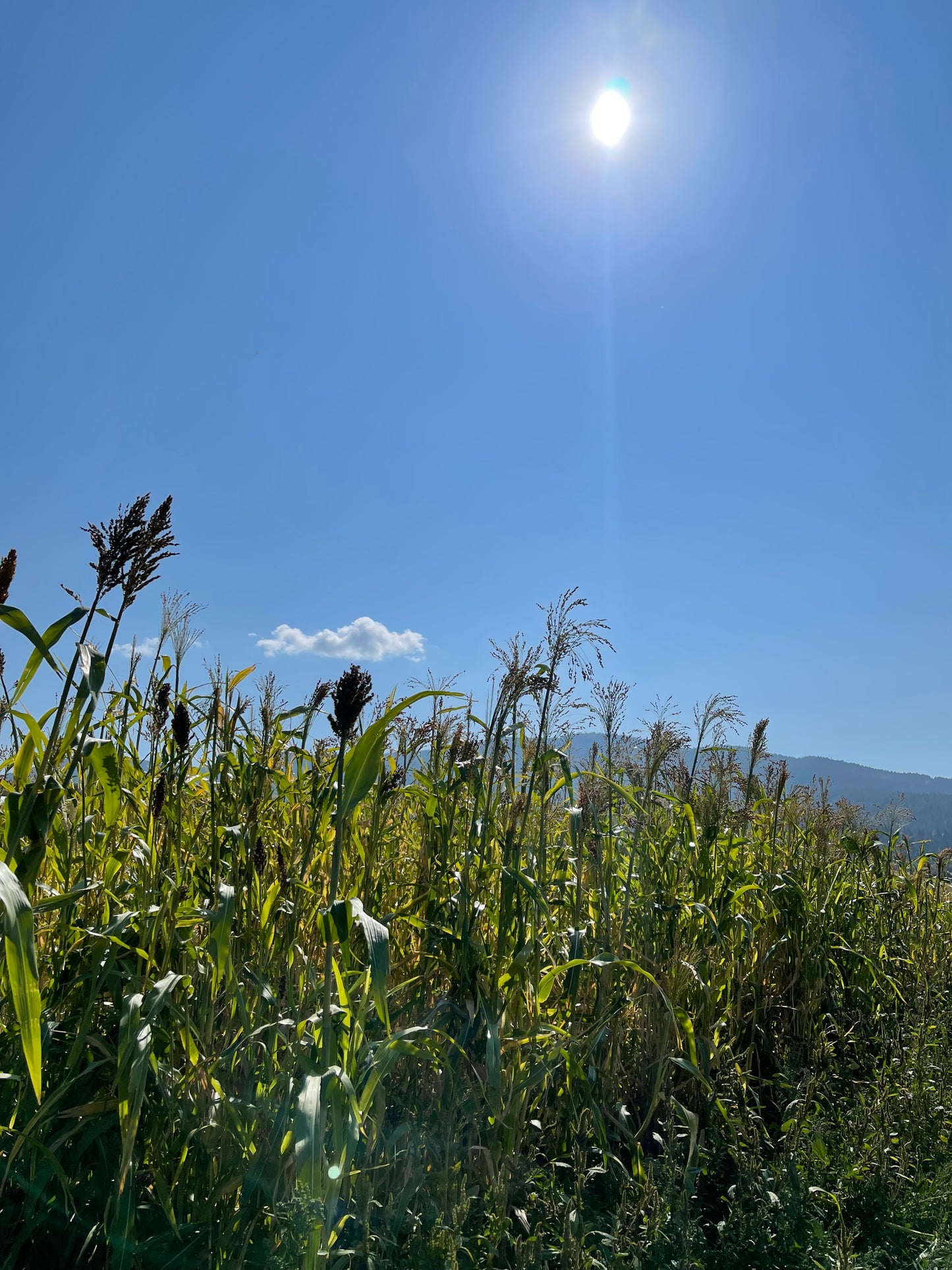 Dried Moss and Sprig Wreath