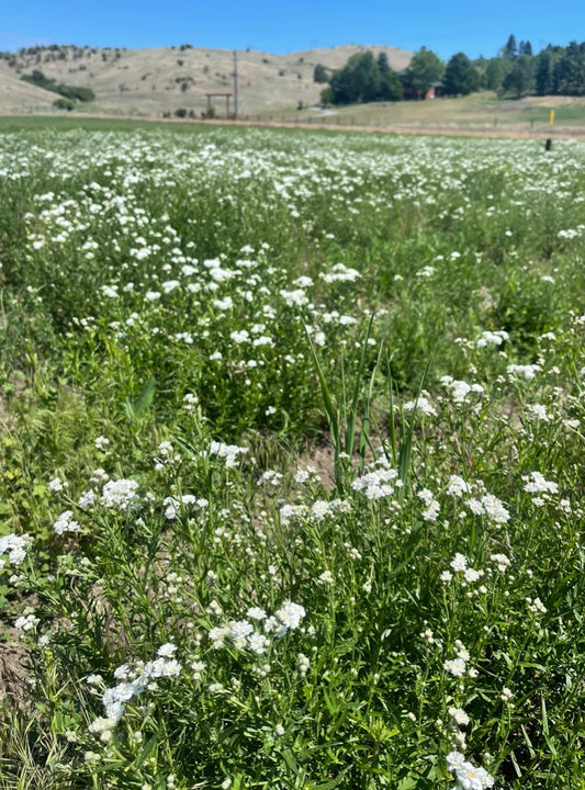 Dried Eucalyptus Grain Wreath