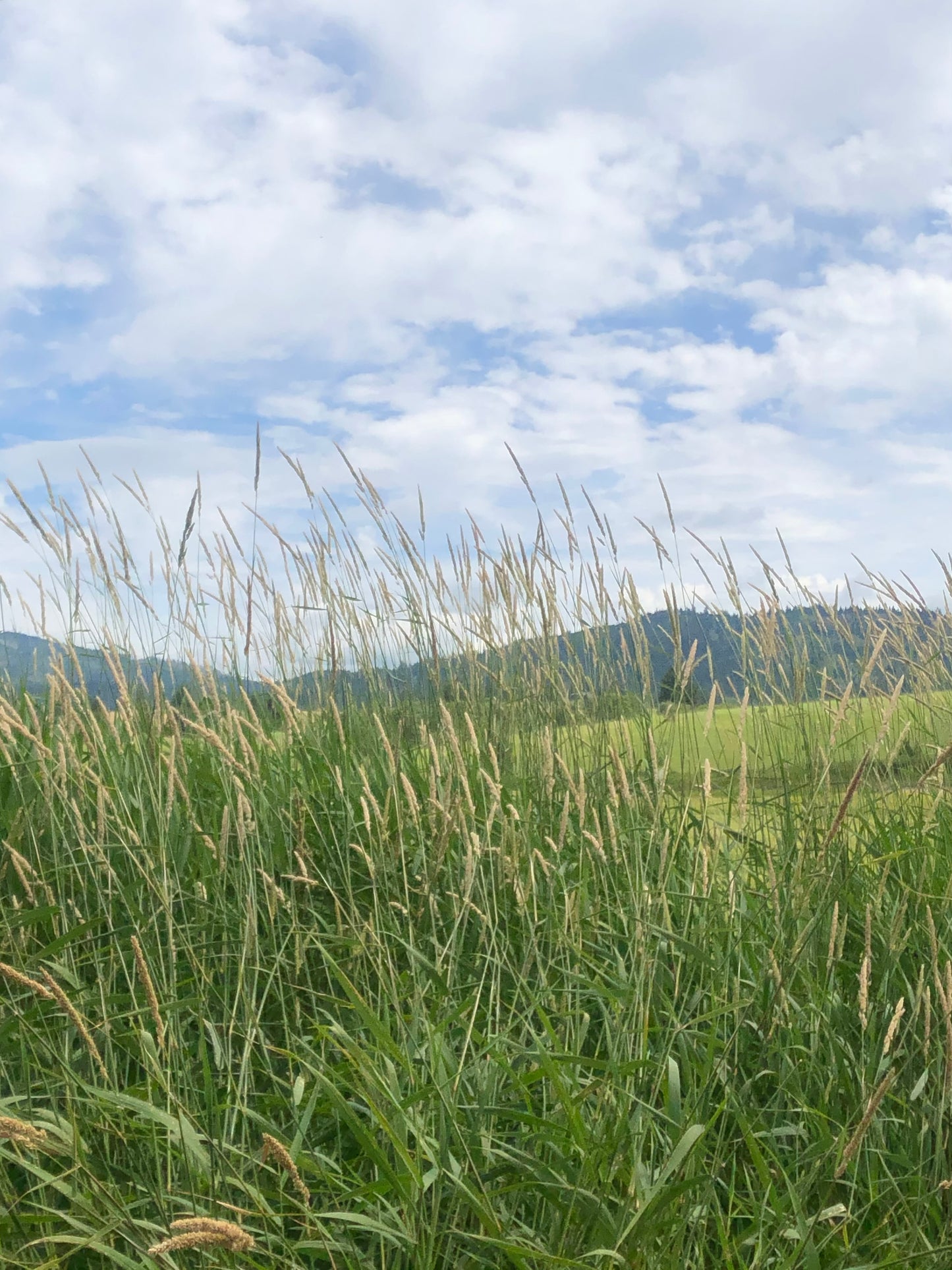 Dried Everblue Wreath