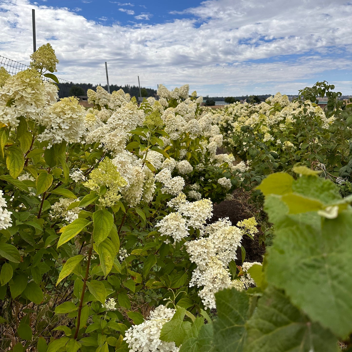 Dried Quiet Field Bouquet