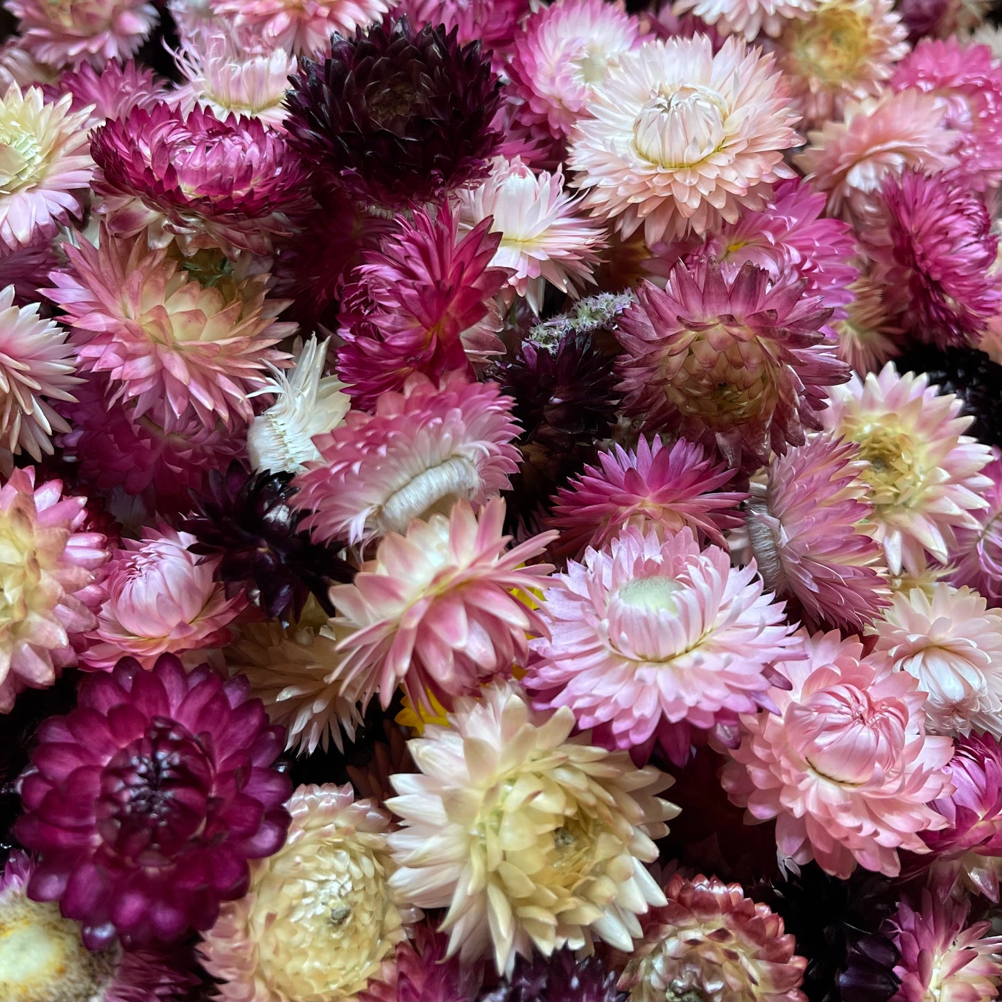 Dried Strawflower Blooms in Pretty Pinks