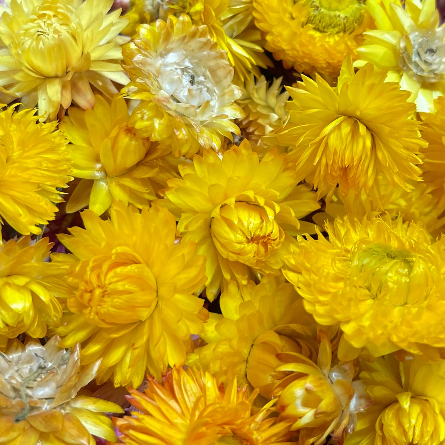 Dried Strawflower Blooms in Sunny Yellow