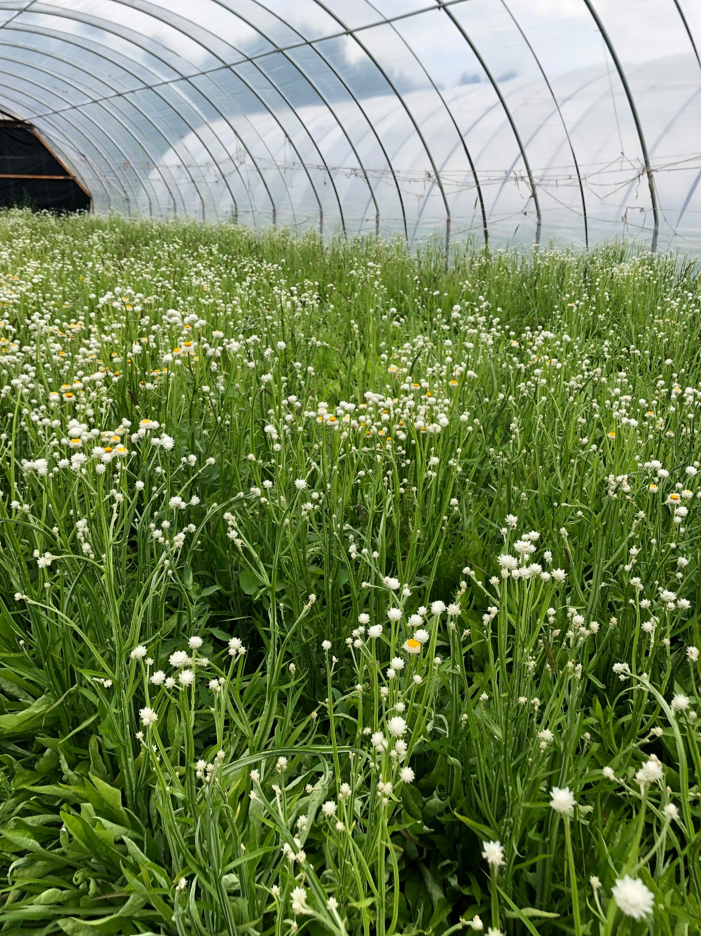 Fresh Evergreens Boreal Velvet Wreath