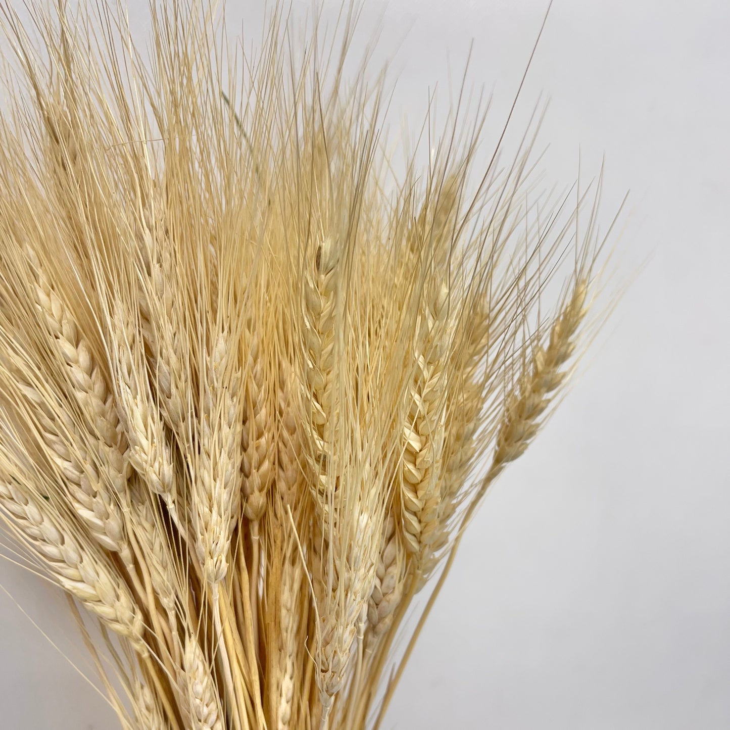 Dried Blond Wheat Bunch Bouquet (2 pounds each)