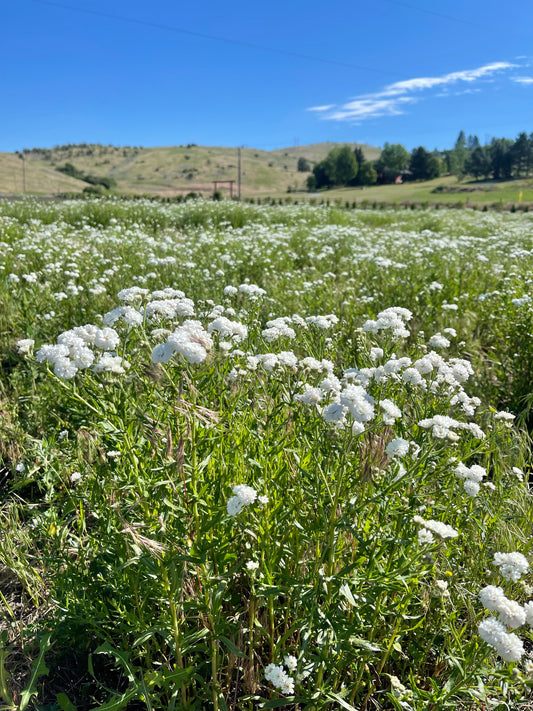 Fresh Evergreens Meadowlace Wreath