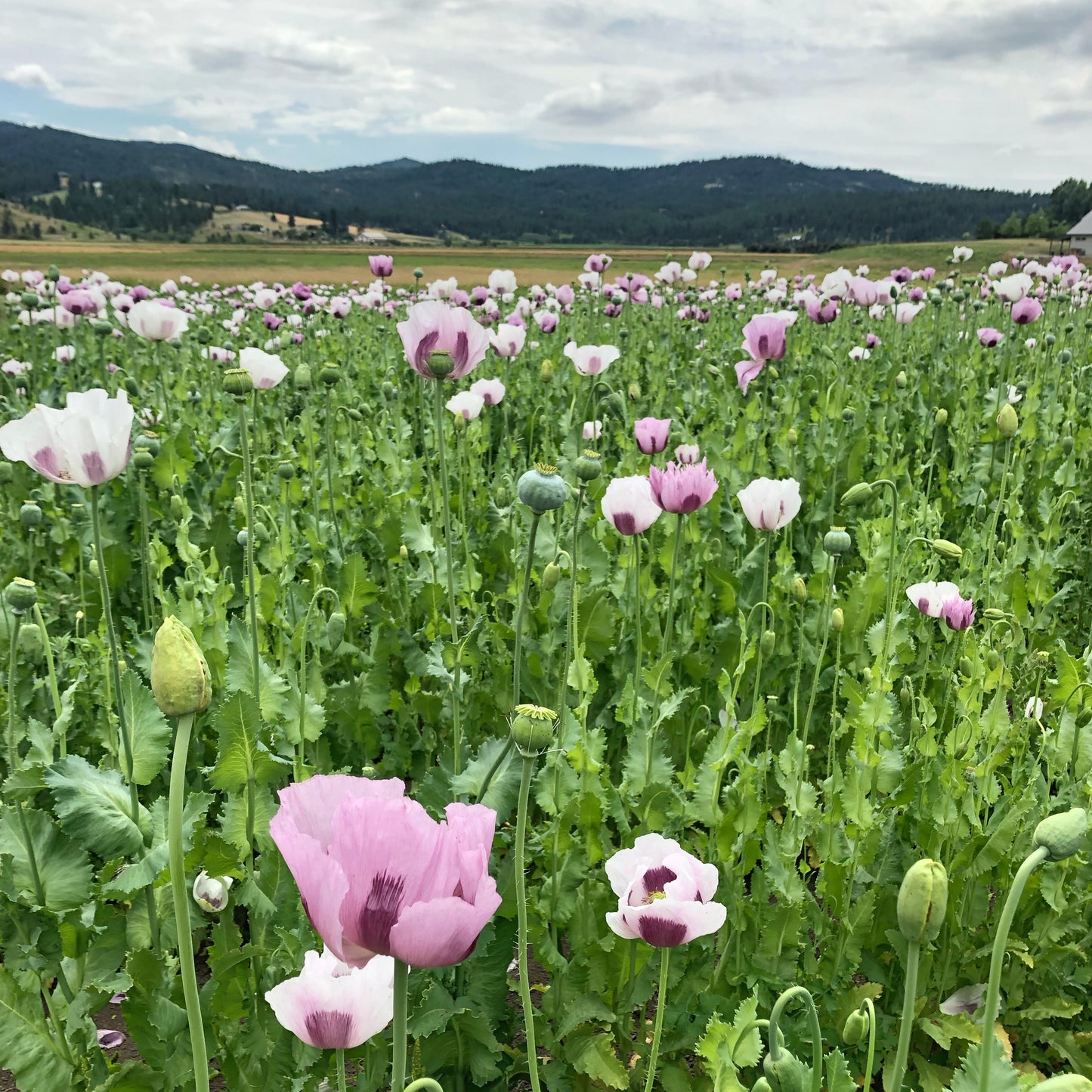 Fresh Evergreens Alpine Garnet Wreath