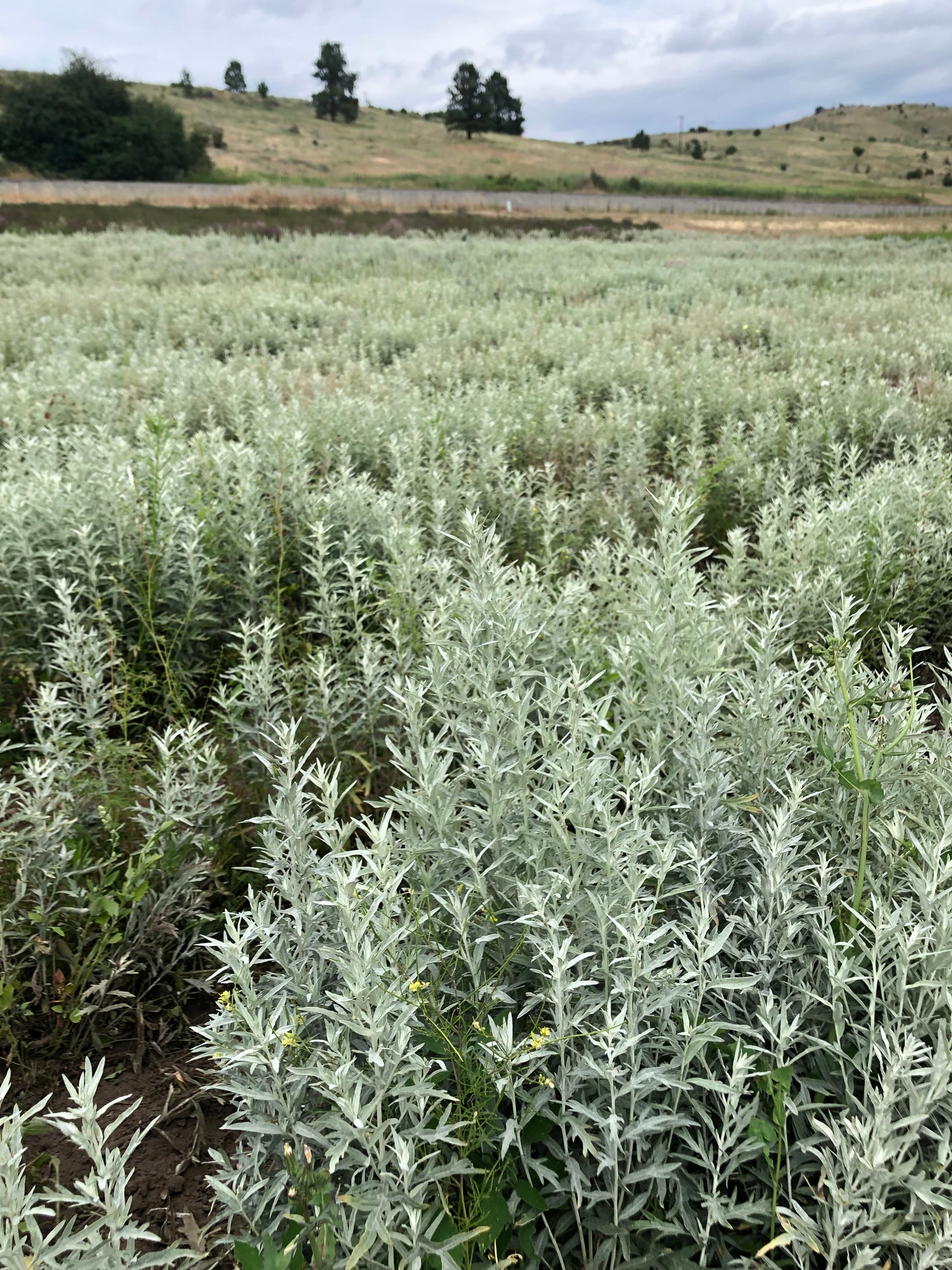 Dried Premium Violet Mist Bouquet