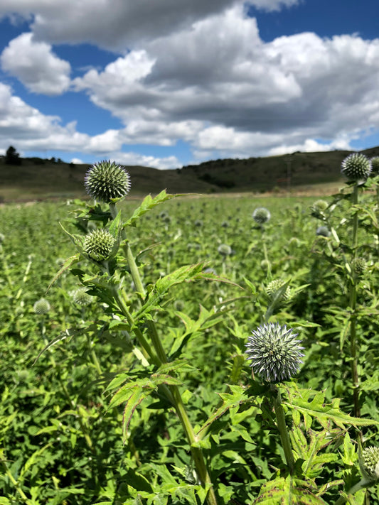 Dried Pastel Hedge Wreath