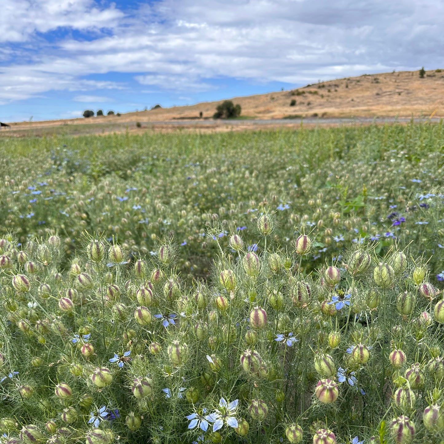 Dried Sage Valley Wreath
