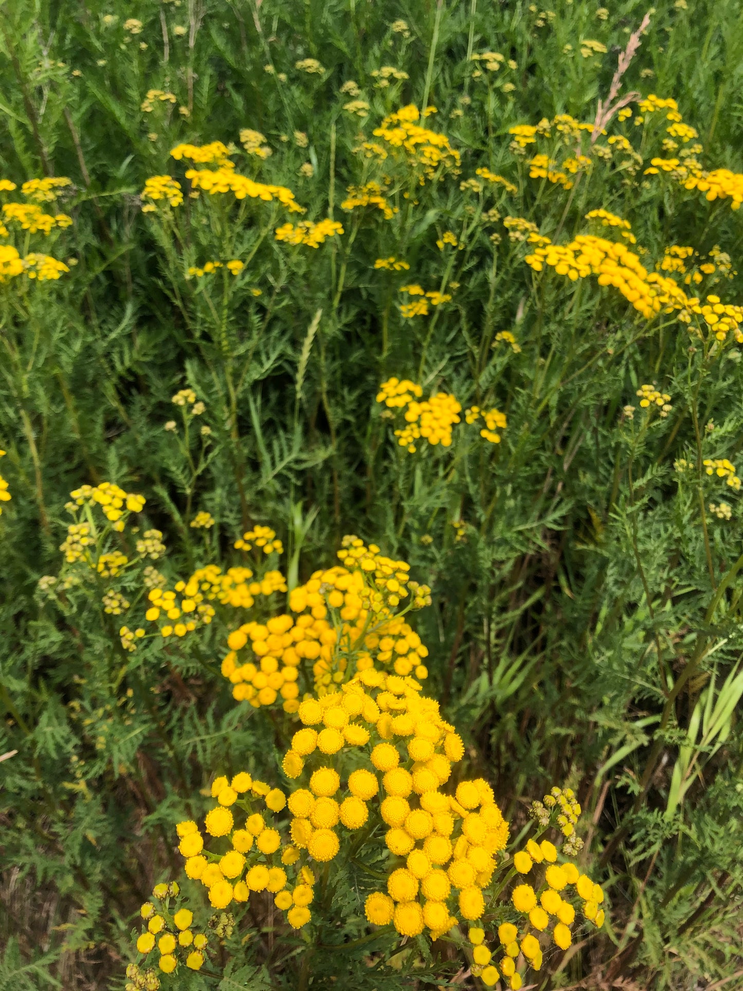 Dried Daisies and Tansy Bouquet