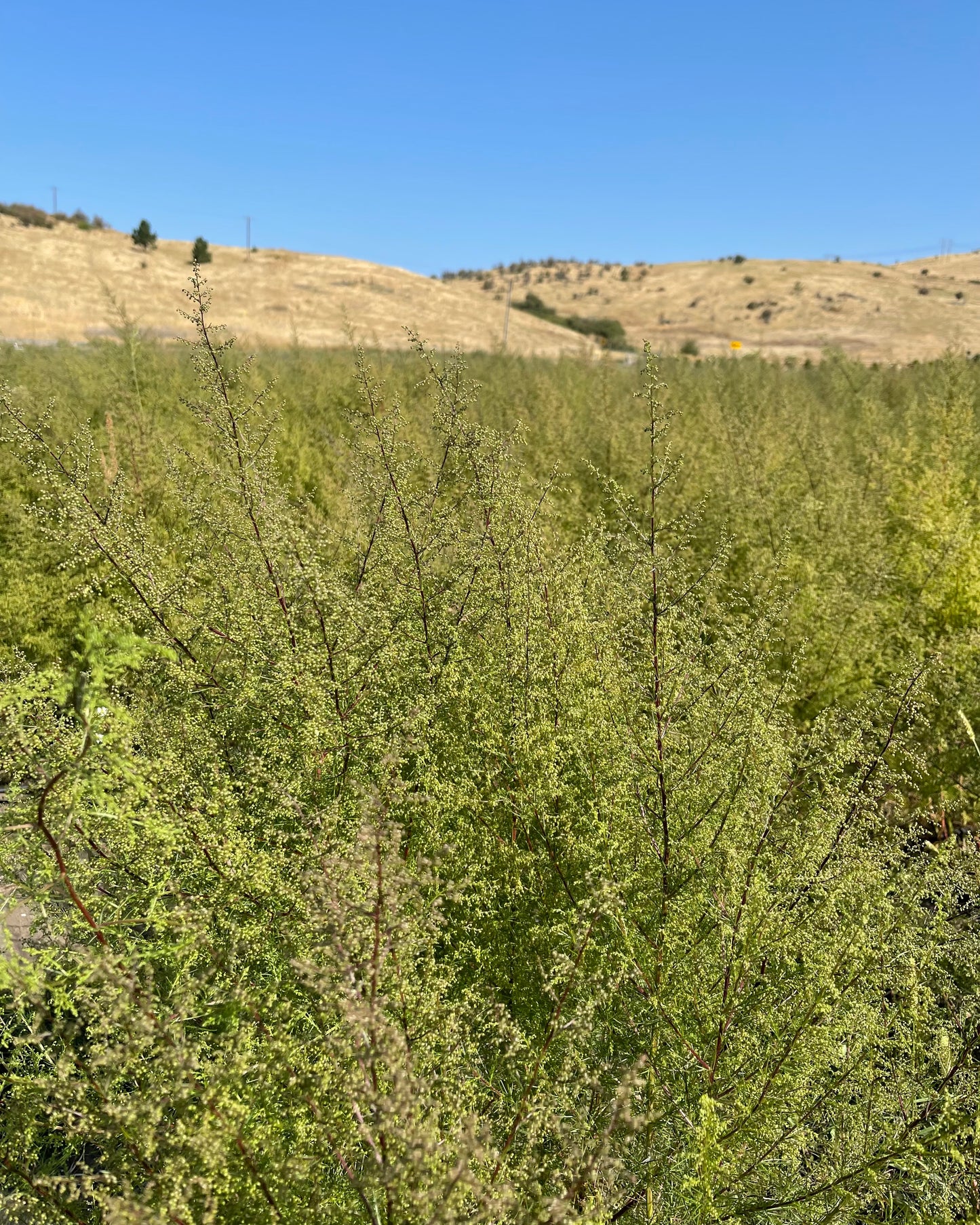 Dried Premium Everlasting Moment Bouquet