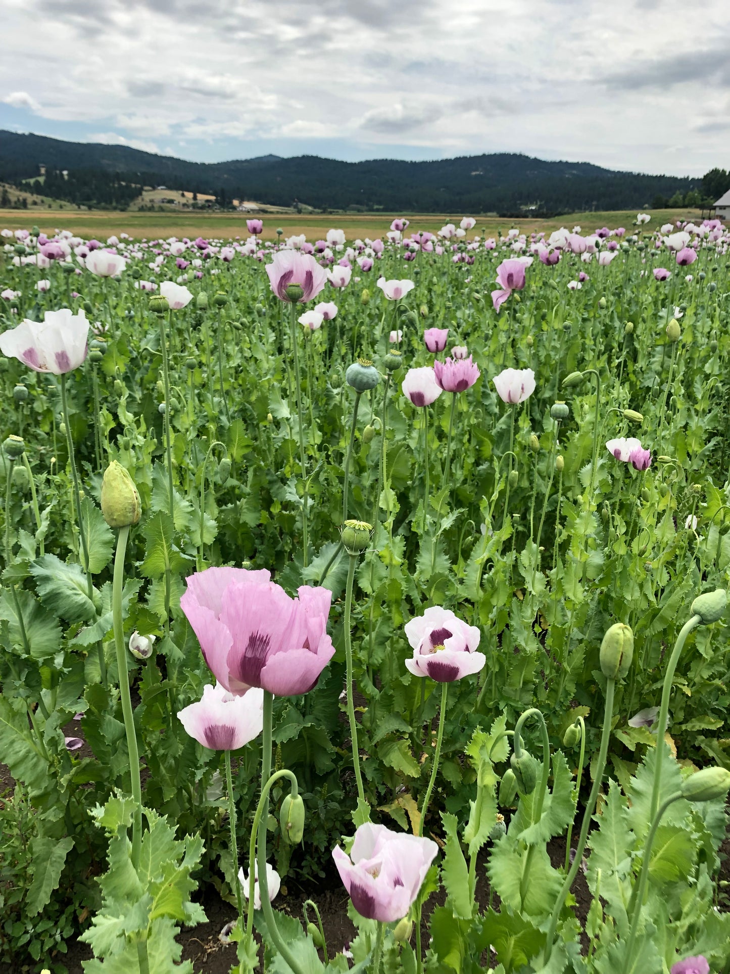 Fresh Evergreens Winter Poppies Wreath