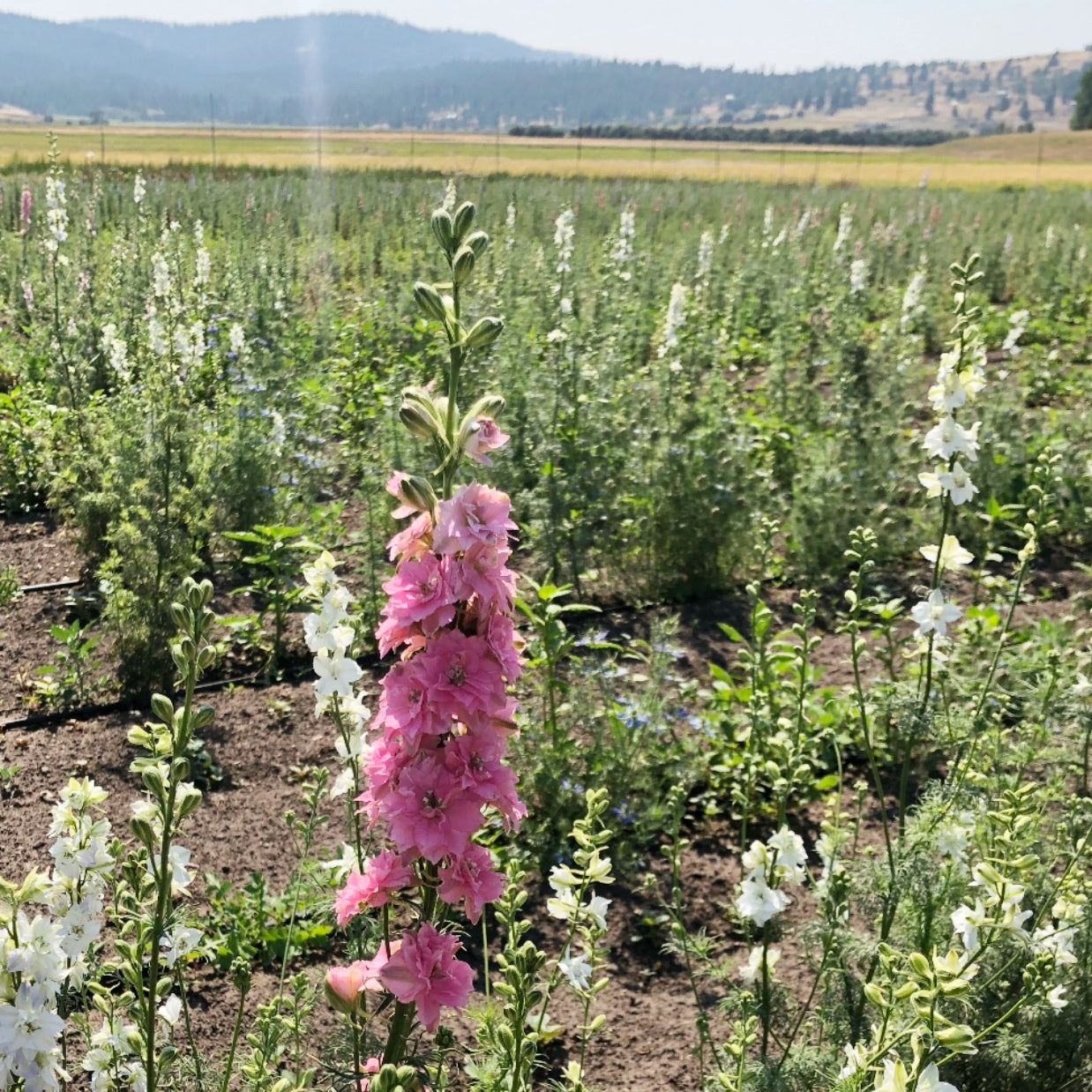Dried Aveline Larkspur Bouquet