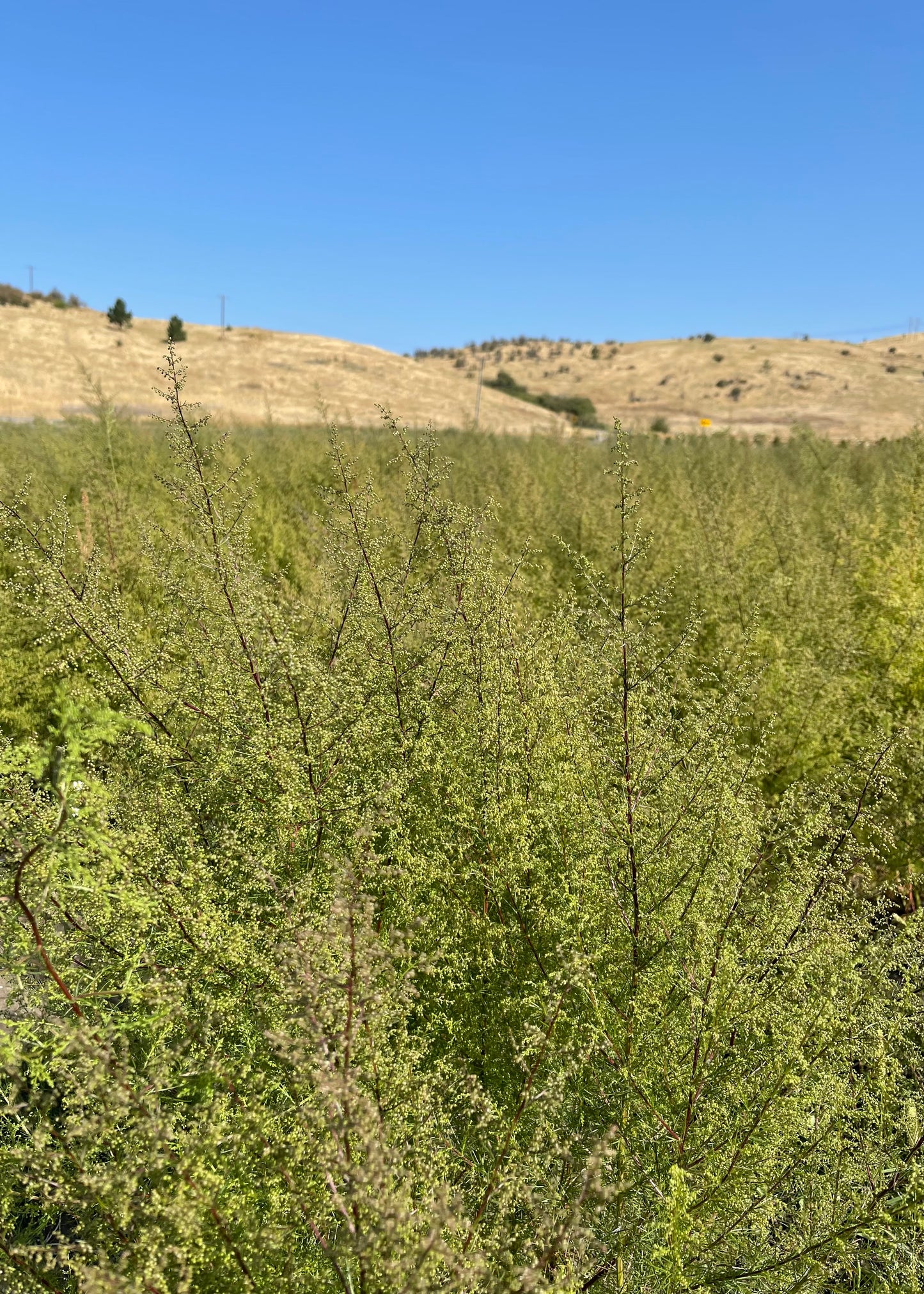 Dried Sweet Annie Bouquet