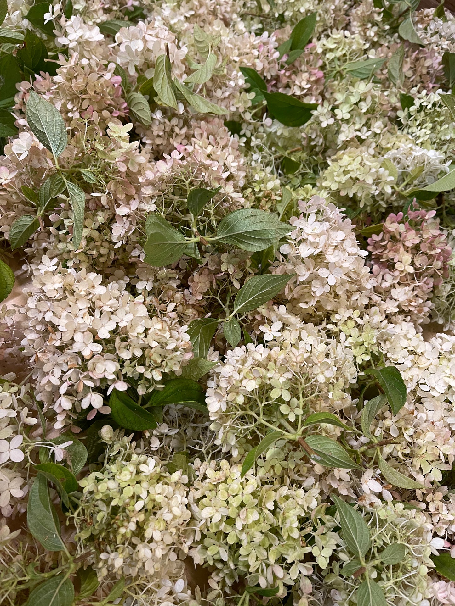 Dried Aurora Square Wreath