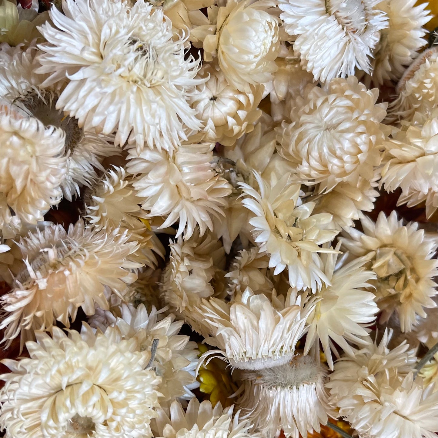 Dried Strawflower Blooms in Ivory White