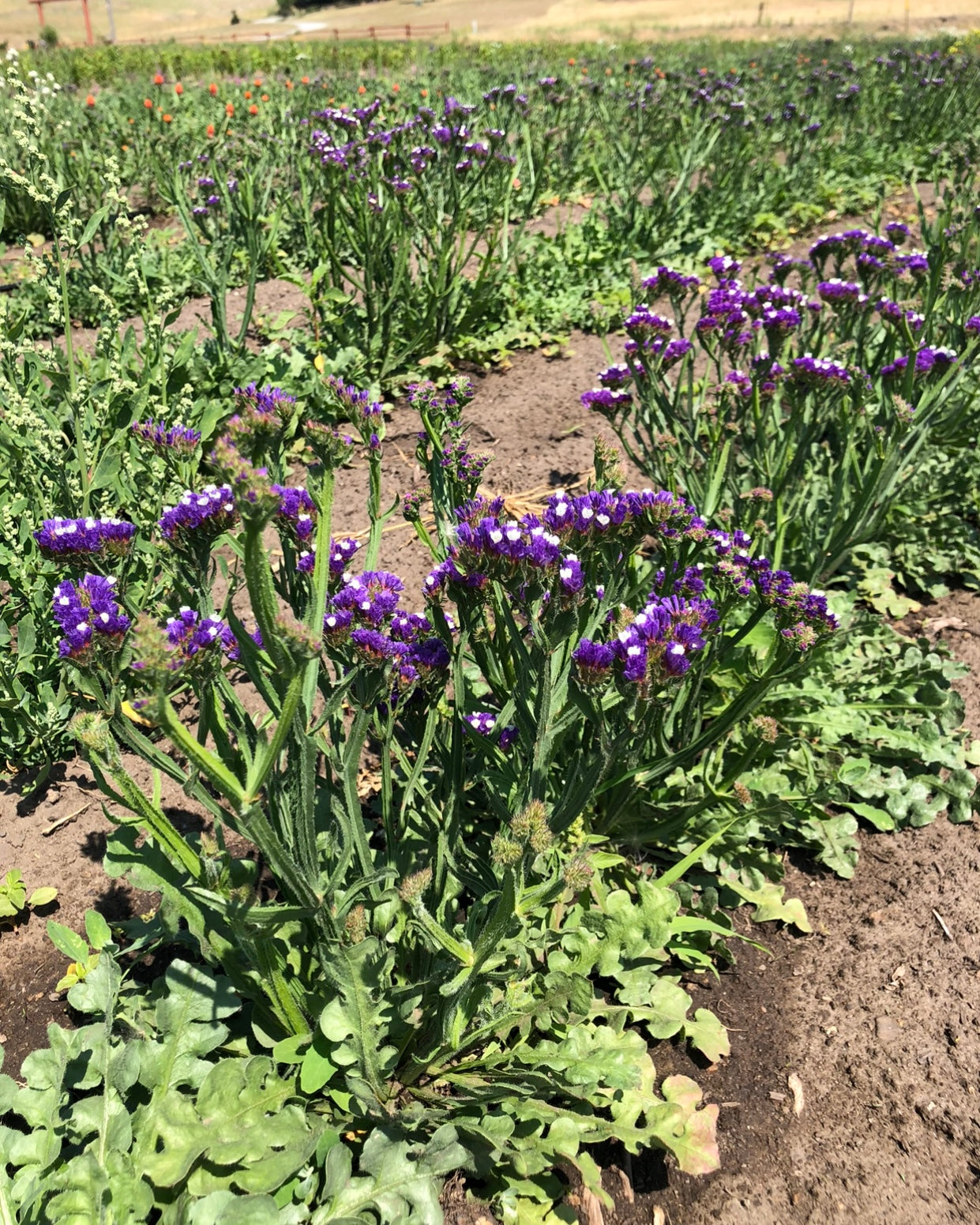 Dried Dawnlight Wreath
