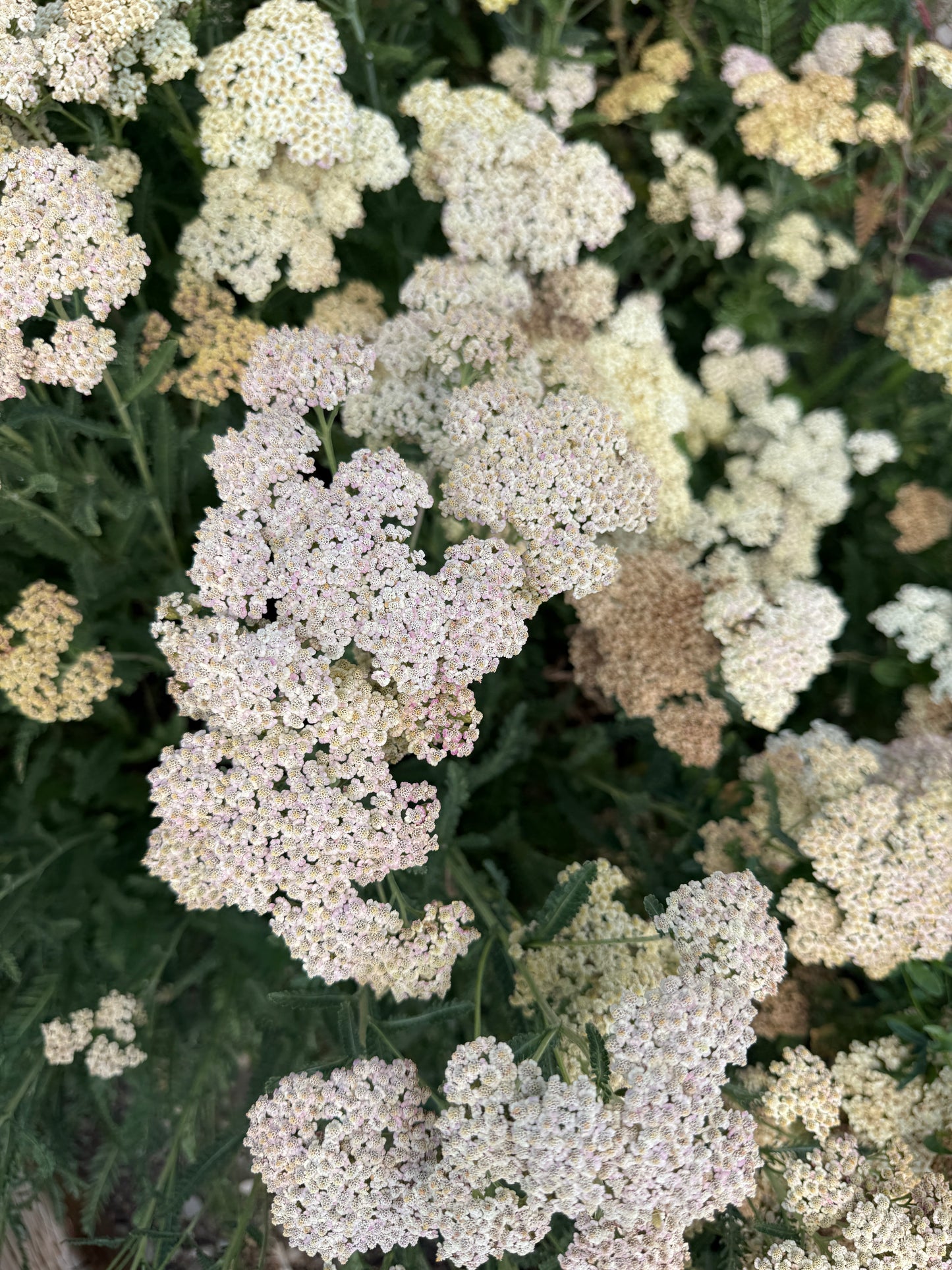Fresh Evergreens Meadowlace Wreath