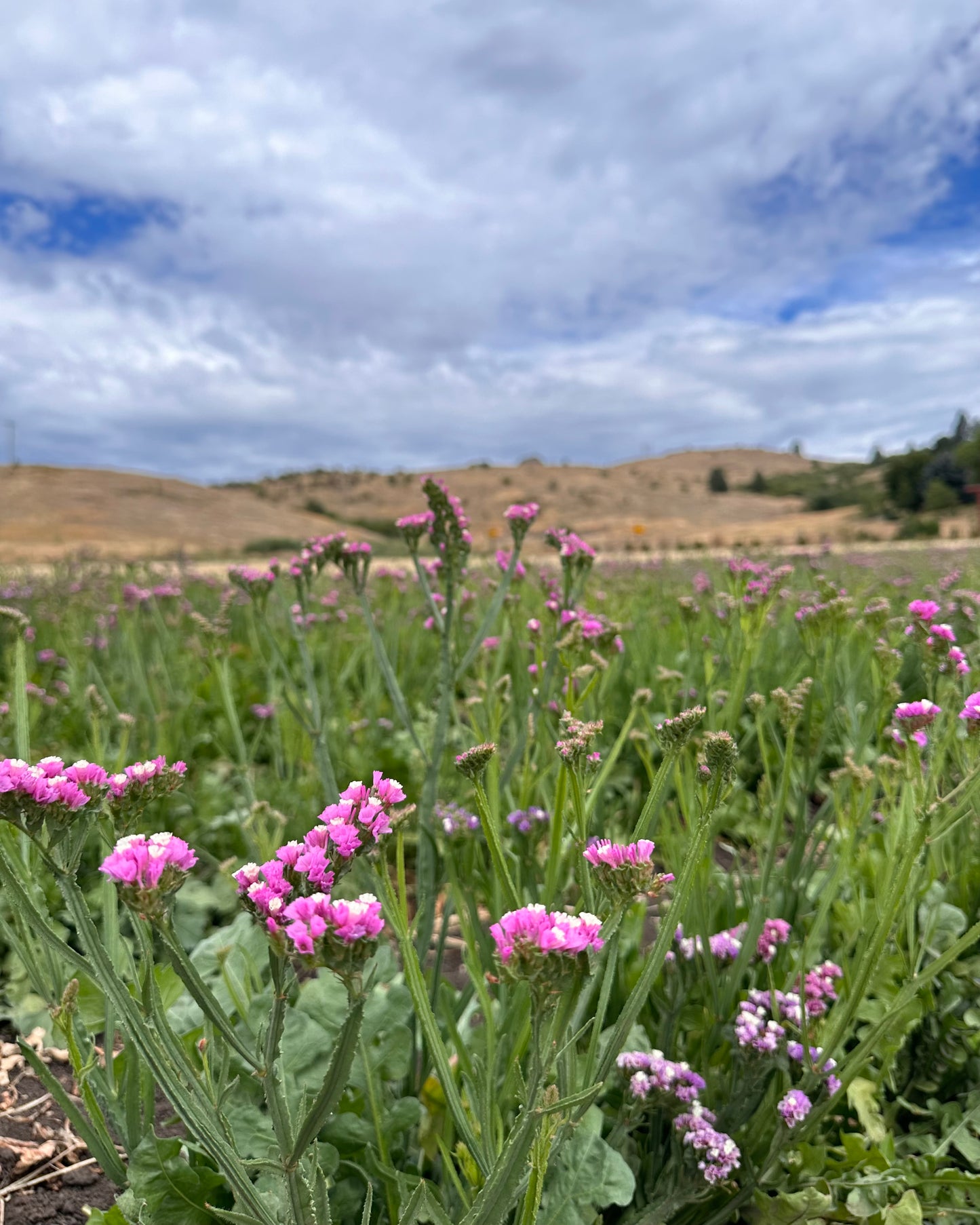 Dried Song of the Field Bouquet