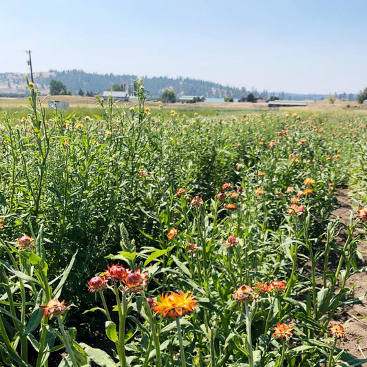 Dried Strawflower Blooms in Mix Colors