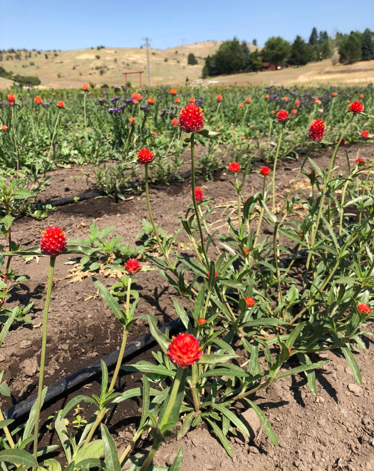 Dried and Preserved Sunset Petal Wreath