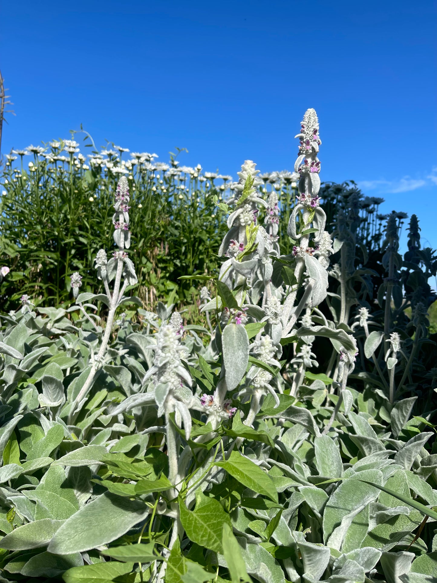 Dried Aether Blue Wreath