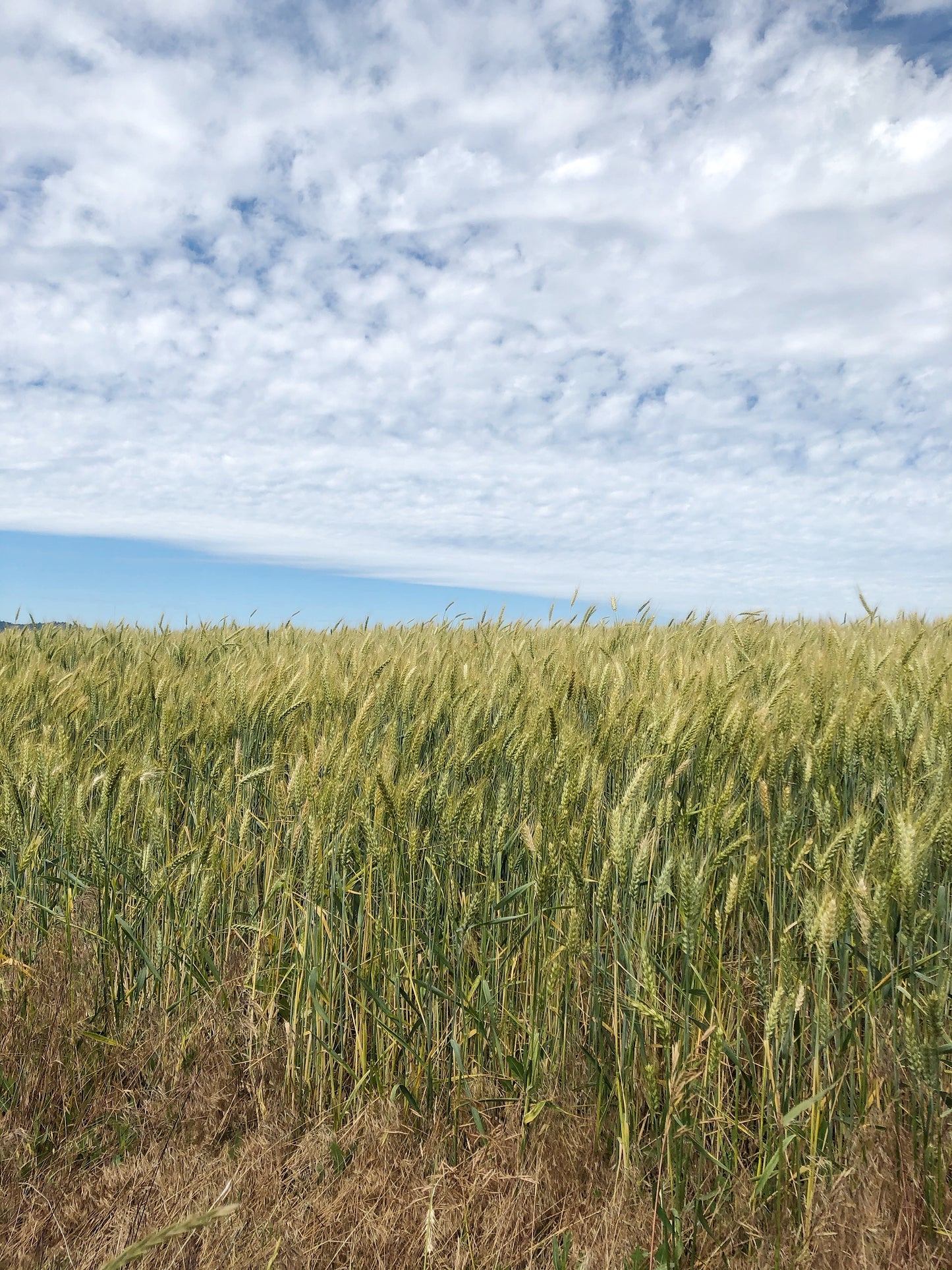 Dried and Preserved Gratitude Harvest Bouquet