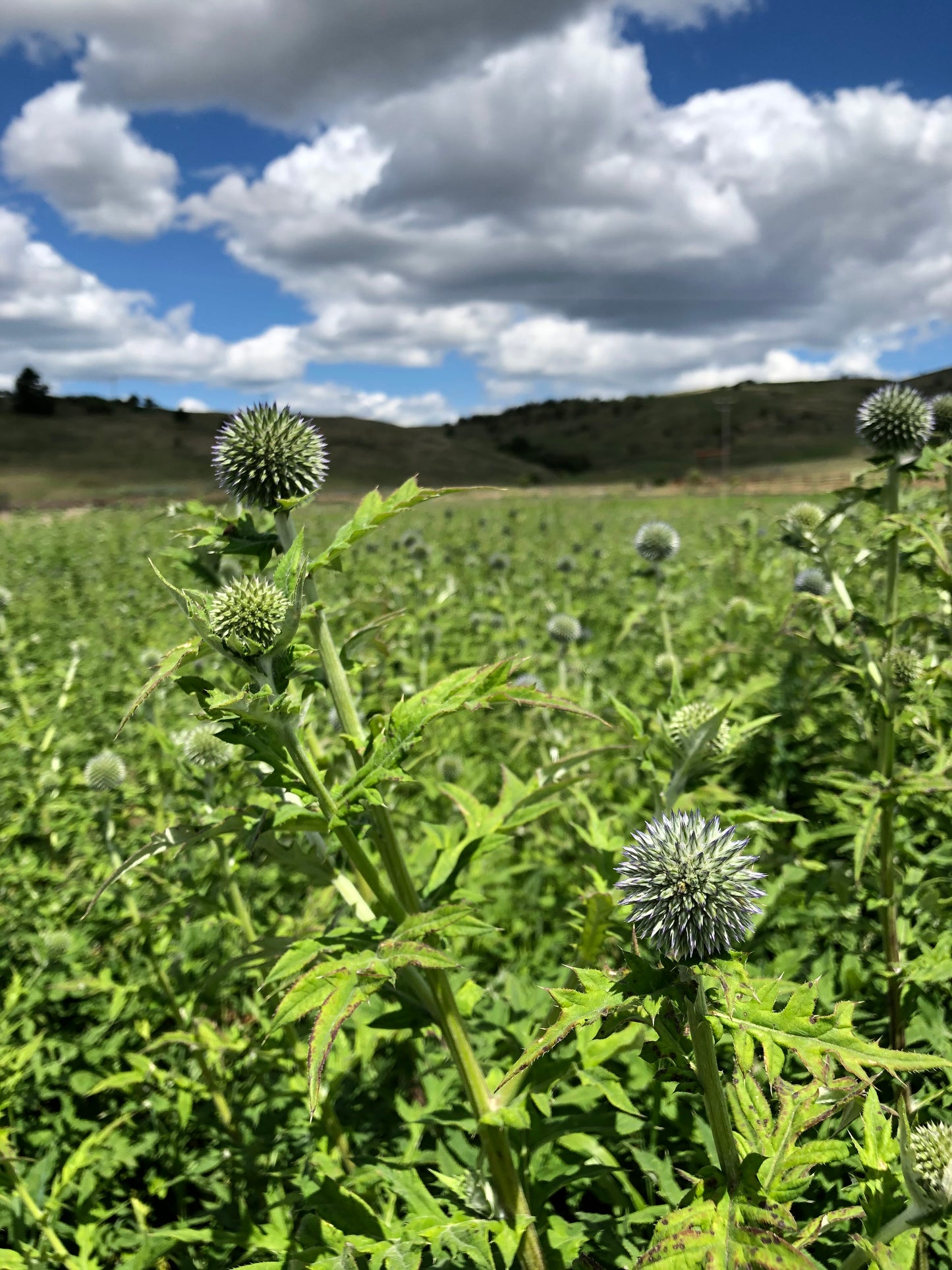 Dried Blue and Poppies Wreath