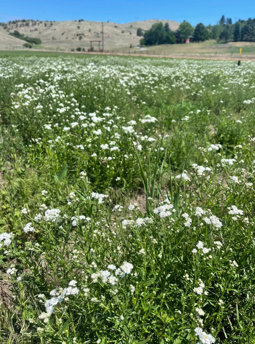 Fresh Evergreens Winterberry Fir Wreath