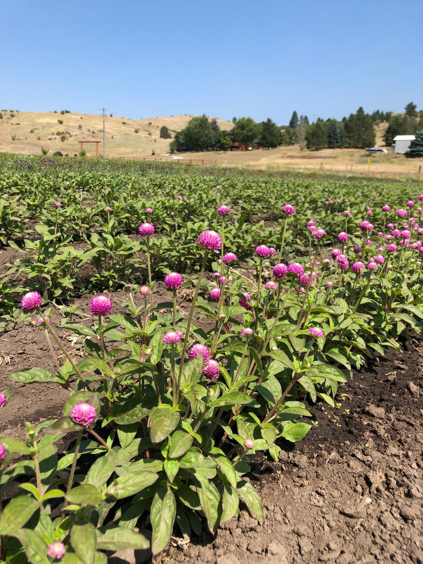 Dried Moon Fern Bouquet