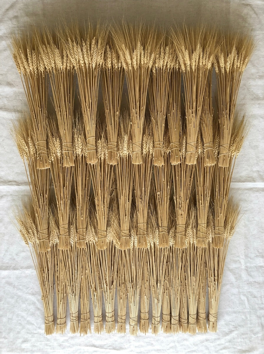 Dried Blond Wheat Bunch Bouquet (8 ounces each)