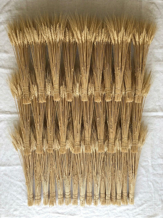 Dried Blond Wheat Bunch Bouquet (8 ounces each)