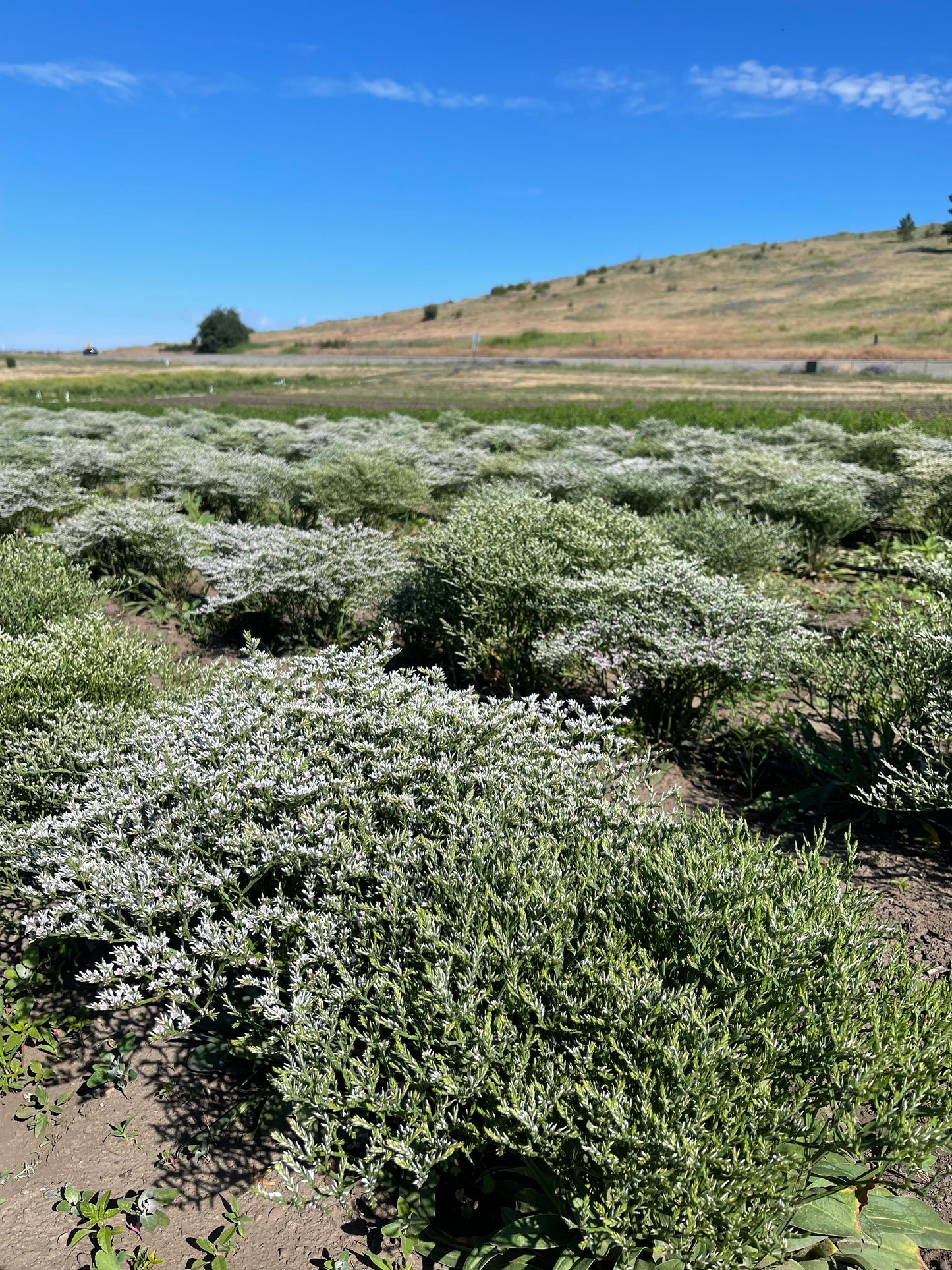 Dried Sage Valley Wreath