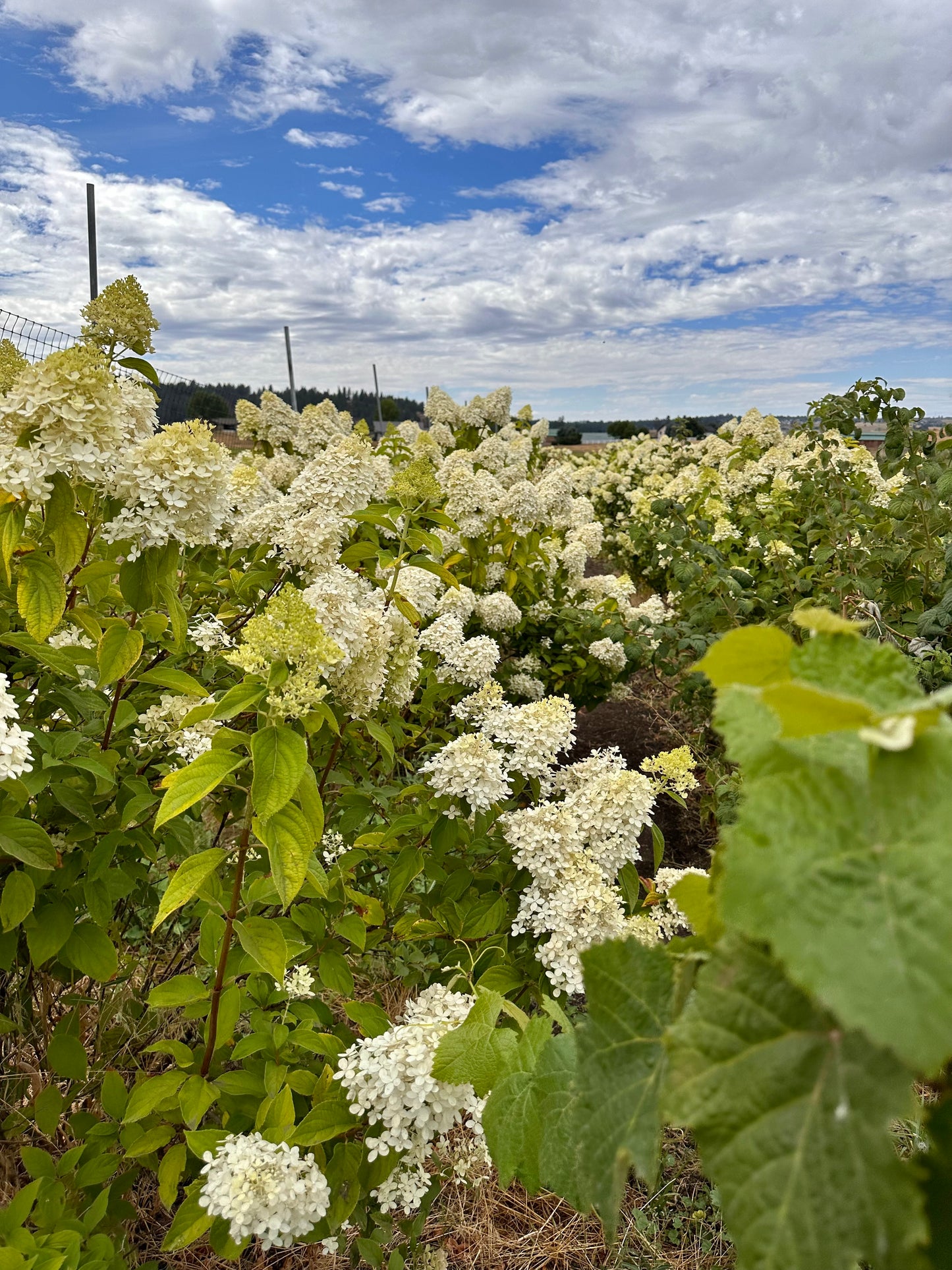 Dried Premium Hydrangea Love Letter Bouquet