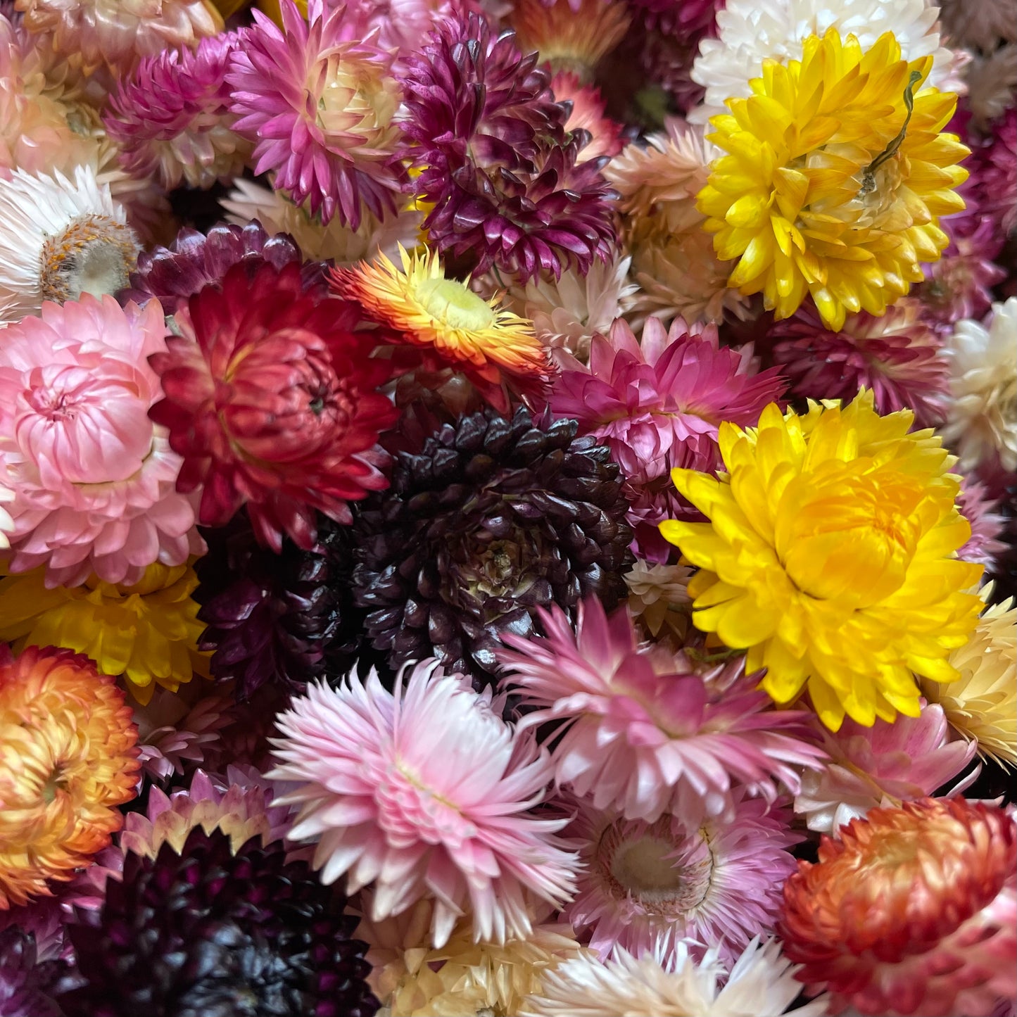 Dried Strawflower Blooms in Mix Colors