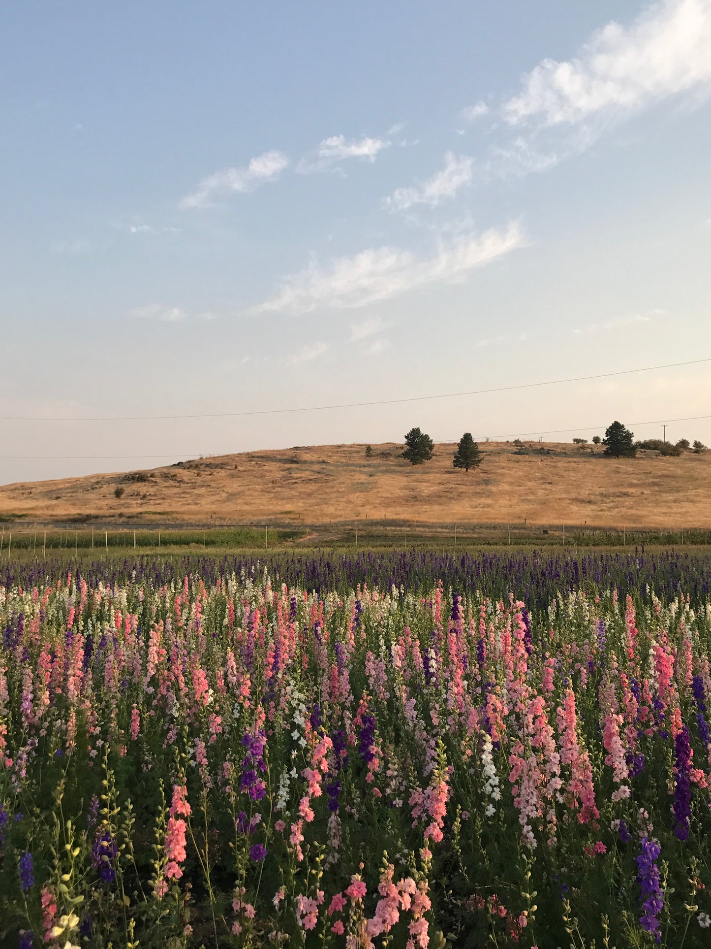 Dried Sweet Floral Wreath