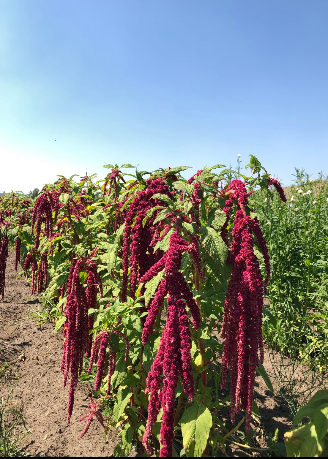Fresh Evergreens Amaranth Hollows Wreath