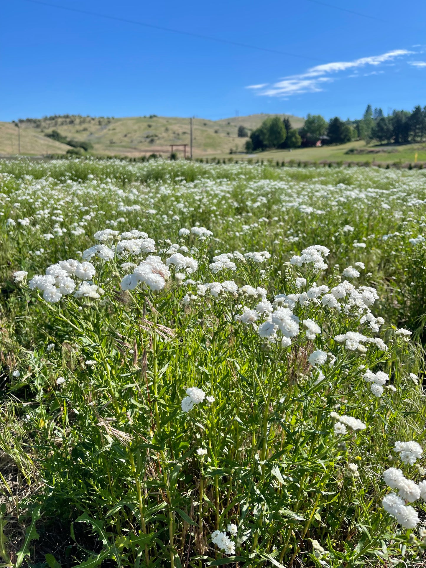 Fresh Evergreens Snowdrop Decorating Greenery Box DIY Kit