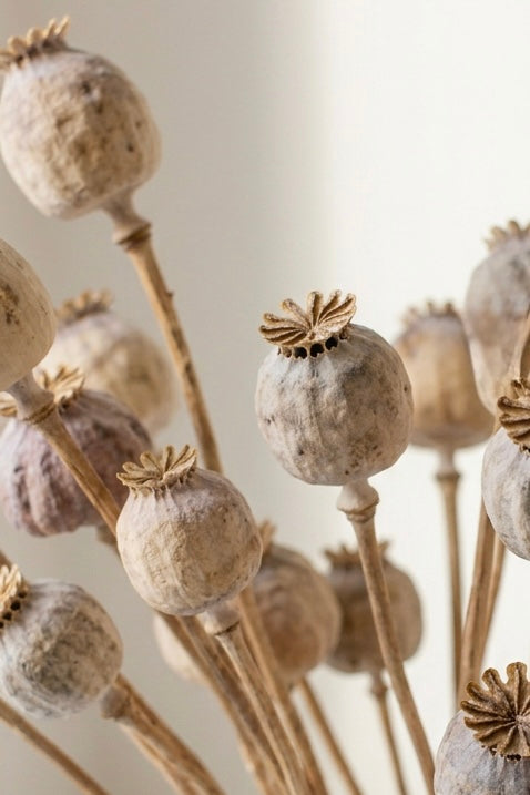 Dried Stemmed Poppy Pods