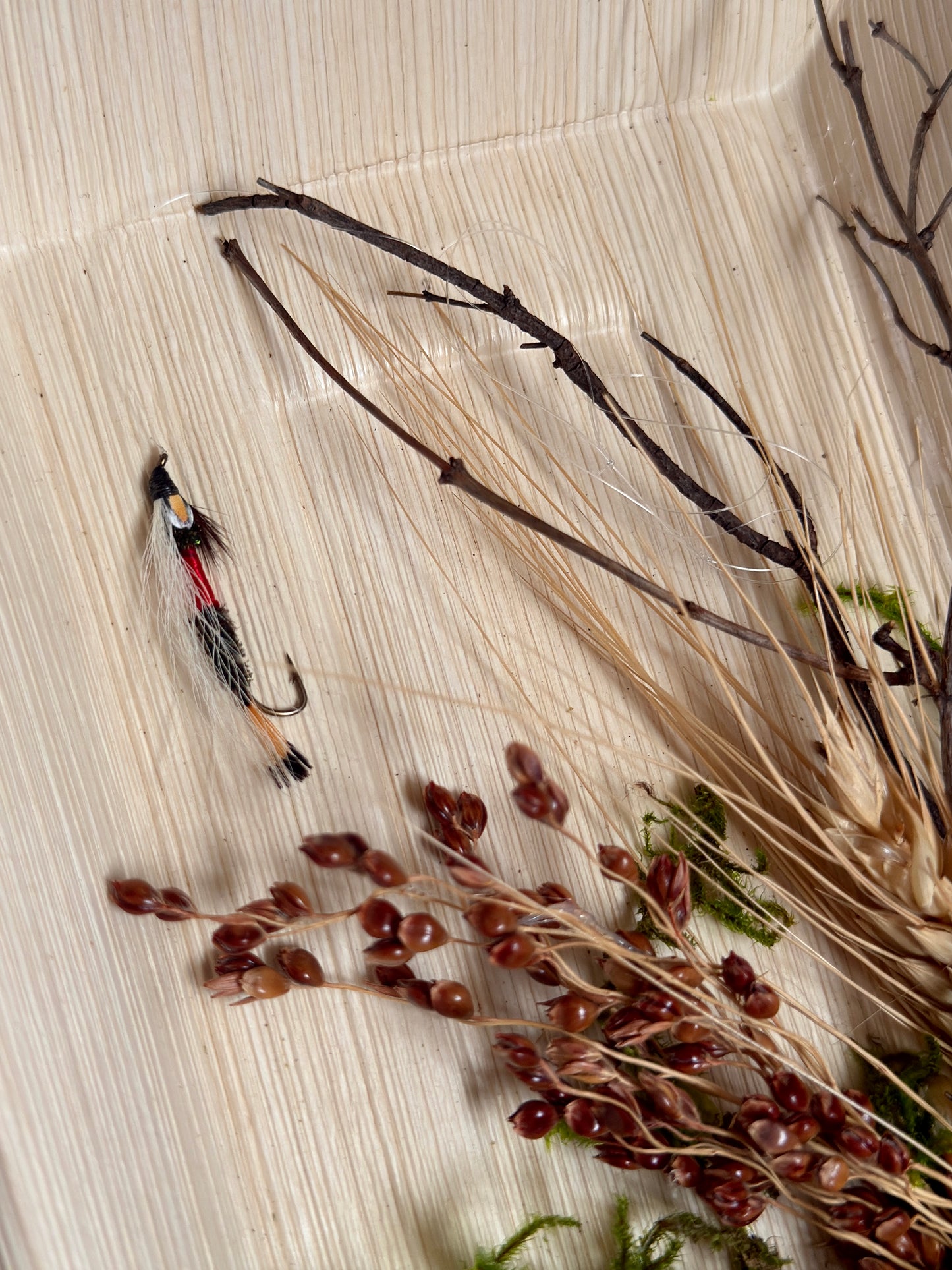 Dried Royal Coachman Fly Fishing Wall Art