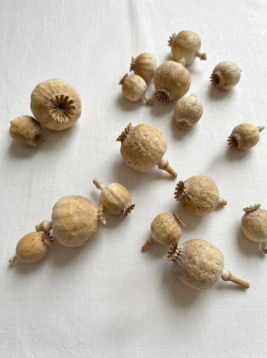 Dried Poppy Pods Heads