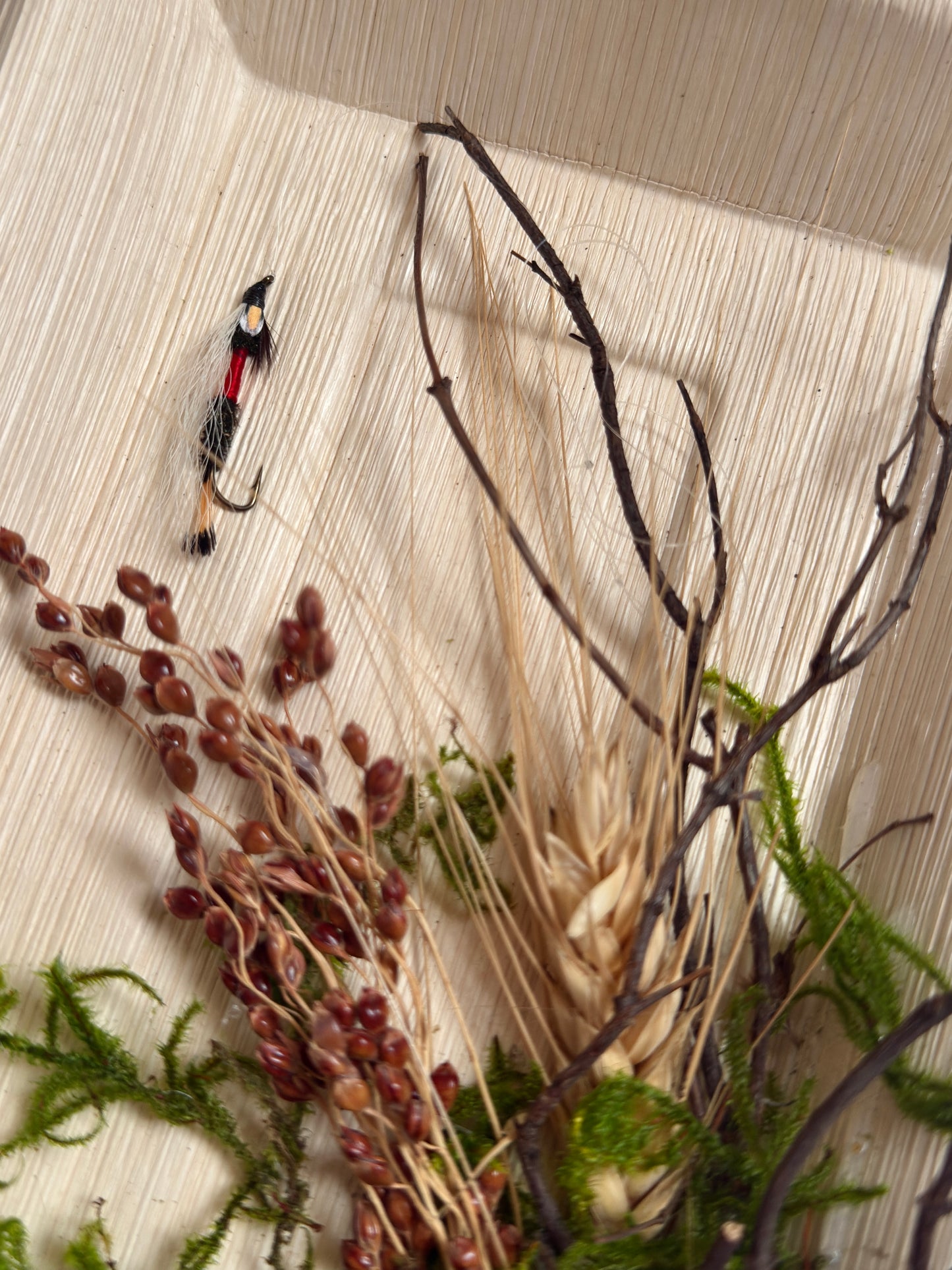 Dried Royal Coachman Fly Fishing Wall Art