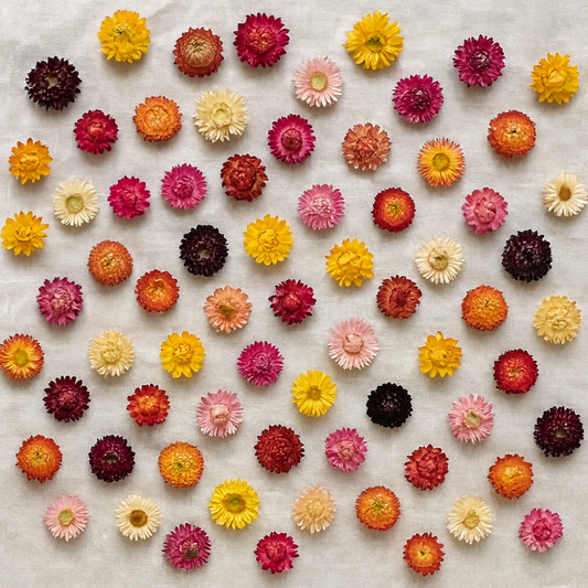 Dried Strawflower Blooms in Mix Colors