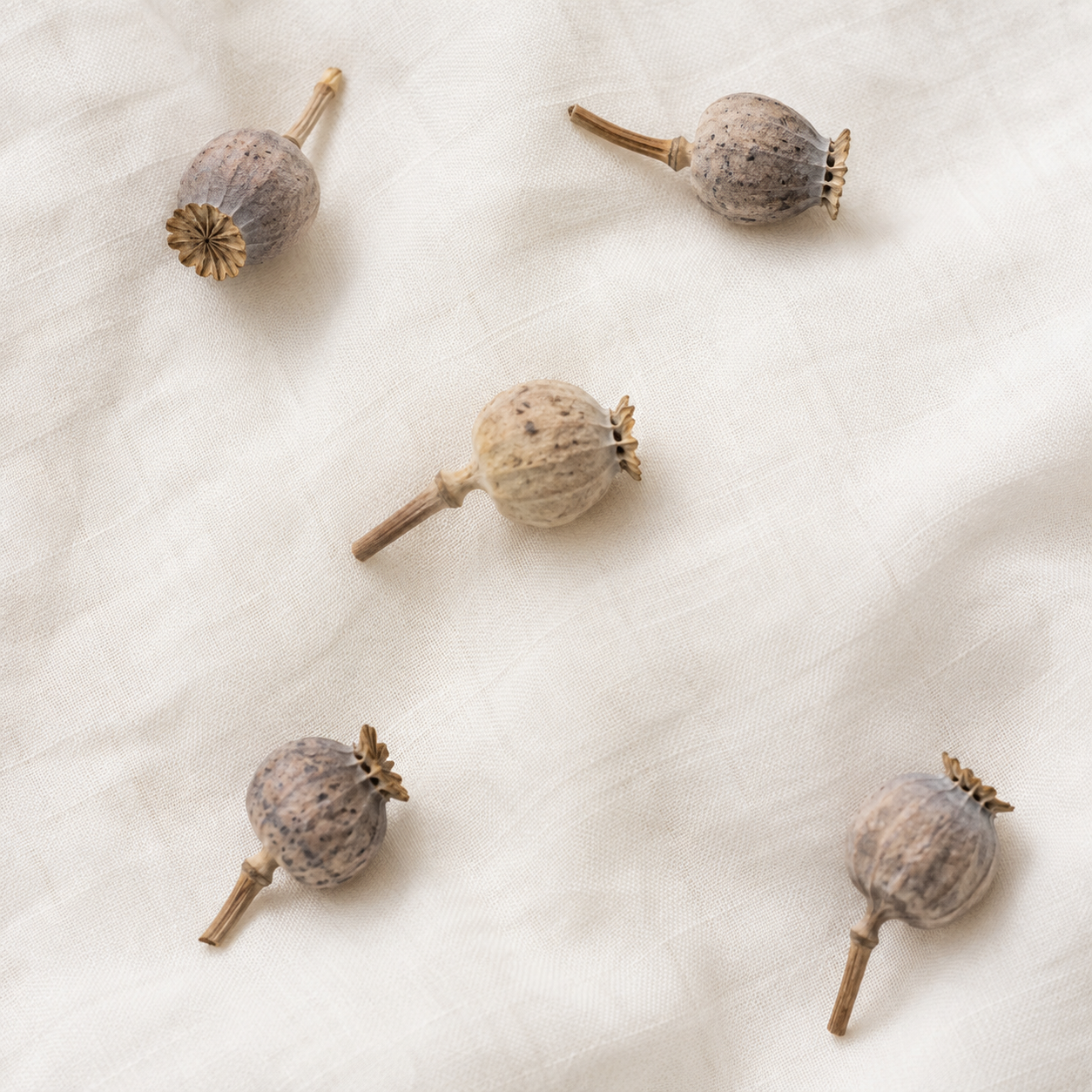 Dried Poppy Pods Heads